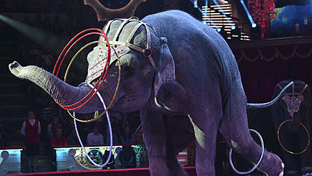 На Украине запретят животных в цирке