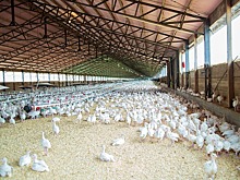 Надеждинскую птицефабрику продадут с молотка