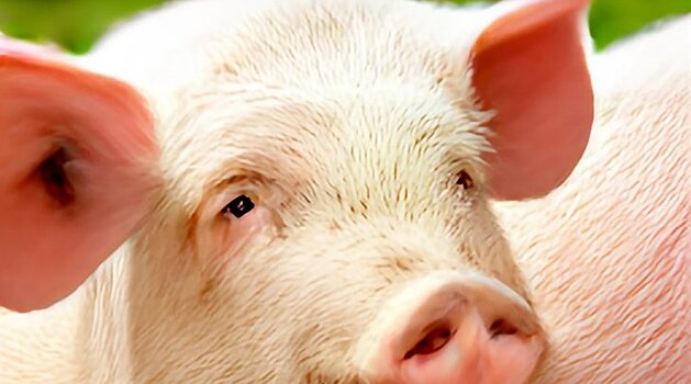 Избавить свиней от синего уха поможет технология редактирования генов