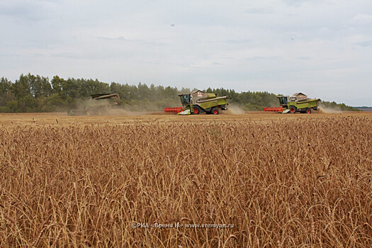 В Нижегородской области в этом году ожидают богатый урожай