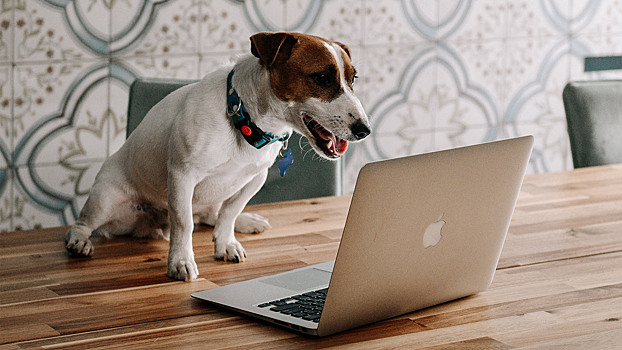 Собаки пролаяли новогодние хиты в честь премьеры сериала «Жека Рассел»