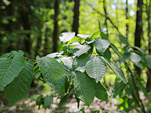 Экошкола в Алматы бесплатно готовит специалистов-добровольцев по защите деревьев