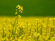 В Кемеровской области к 2030 году планируют увеличить производство рапса до 350 тысяч тонн