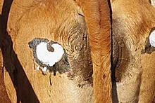 Вас заметили: как глаза на заднице защищают коров