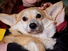 История с выброшенной в мусорку корги получила счастливый конец