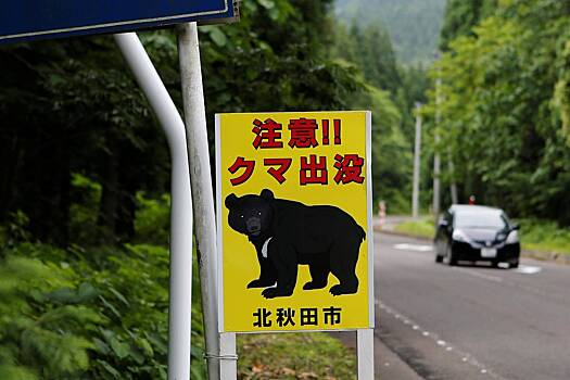 Медведь снова задрал пенсионерку в одной стране