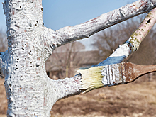 Ещё не поздно: когда и как правильно провести побелку деревьев