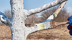 Ещё не поздно: когда и как правильно провести побелку деревьев