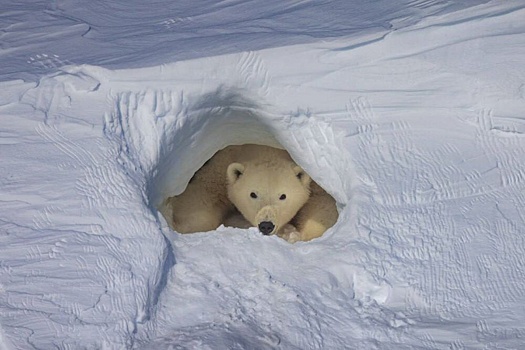 В Якутии пересчитают белых медведей, живущих в заповеднике