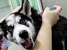 Чипировать или нет: в чем плюсы и минусы обязательной маркировки животных