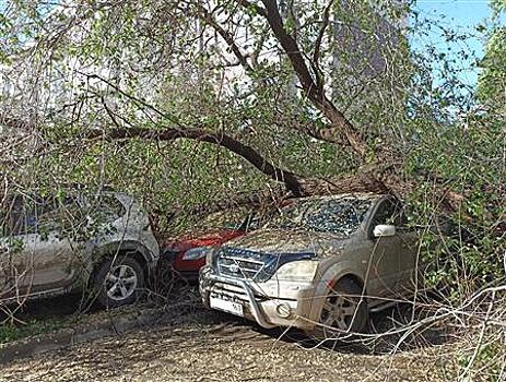 В Самаре дерево упало на шесть машин