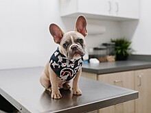 Глава комитета ветеринарии Москвы: чипирование домашних животных безопасно