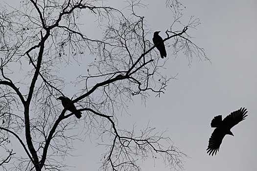 Благовещенские власти решили выгнать из города ворон