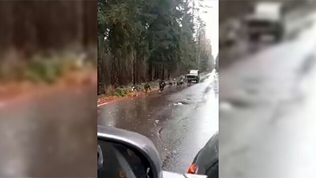 «Нива» на собачьей тяге: автолюбитель устроил необычный тест-драйв