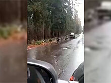 «Нива» на собачьей тяге: автолюбитель устроил необычный тест-драйв