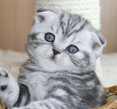 Как отличить шотландского котенка от не породистого