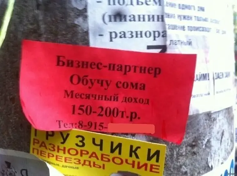 Только сома? А карп, лещ или щука обучению не поддаются?