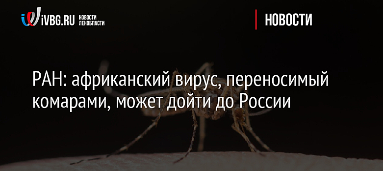 РАН: африканский вирус, переносимый комарами, может дойти до России
