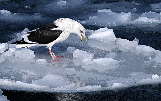 Оценены масштабы таяния льда в Беринговом море