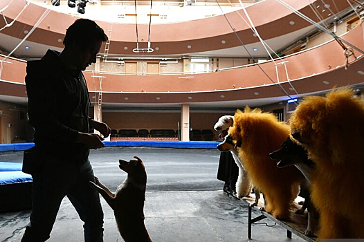 Гастролирующий в Забайкалье цирк работал без лицензии