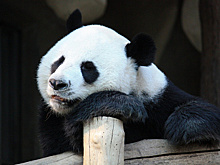 Как панды зимуют в Москве