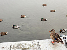 Москвичам рассказали, как понять, что утка в опасности