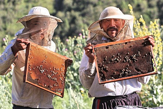 В Киргизии намерены экспортировать местный мед в страны ЕАЭС
