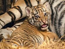 Тигренок напал на фермера и его сына