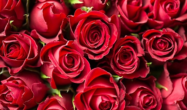 Продажи красных роз к 14 февраля в России вырастают в разы