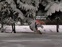 Водитель устроил погоню за лисой на улице Июльских дней