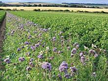 Защита картофеля от тли тысячелистником и васильками