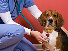 Как уберечь домашних любимцев от лжеветеринаров?