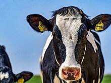 В России создается сеть скотных рынков- сервисных центров