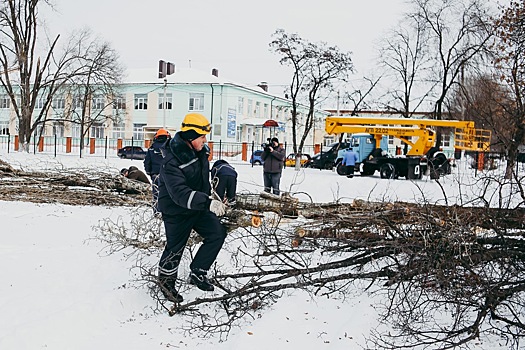 В Курске спилят две тысячи аварийных деревьев