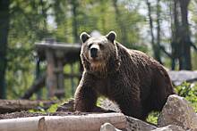 Врач рассказал о состоянии переживших нападение медведя россиян