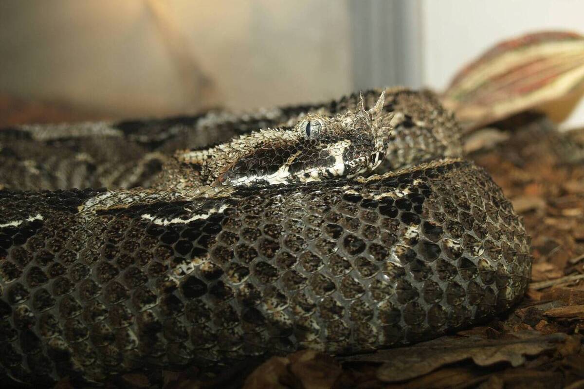 Мужчина, заживо сжегший удавов и голубей, предстанет перед судом