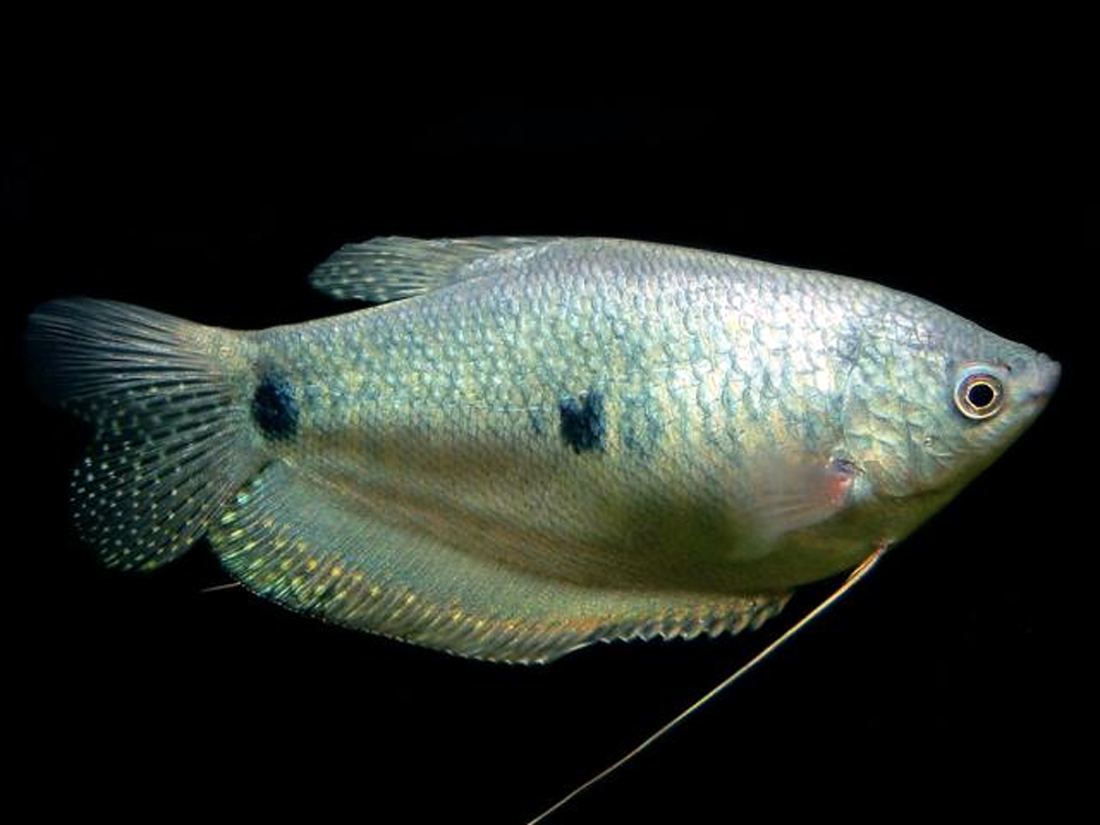 Океанариум Sochi Discovery World Aquarium, Сочи, Россия, Европа
