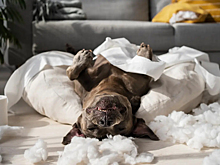 Гиперактивность у собак: как распознать и вовремя помочь питомцу