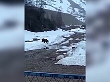 Вахтовики в Якутии подорвали медведя взрывчаткой