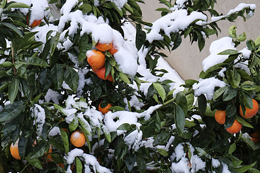 Агроном: похолодание в Абхазии не опасно для цитрусовых