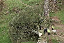 В Великобритании спилили "дерево Робин Гуда"