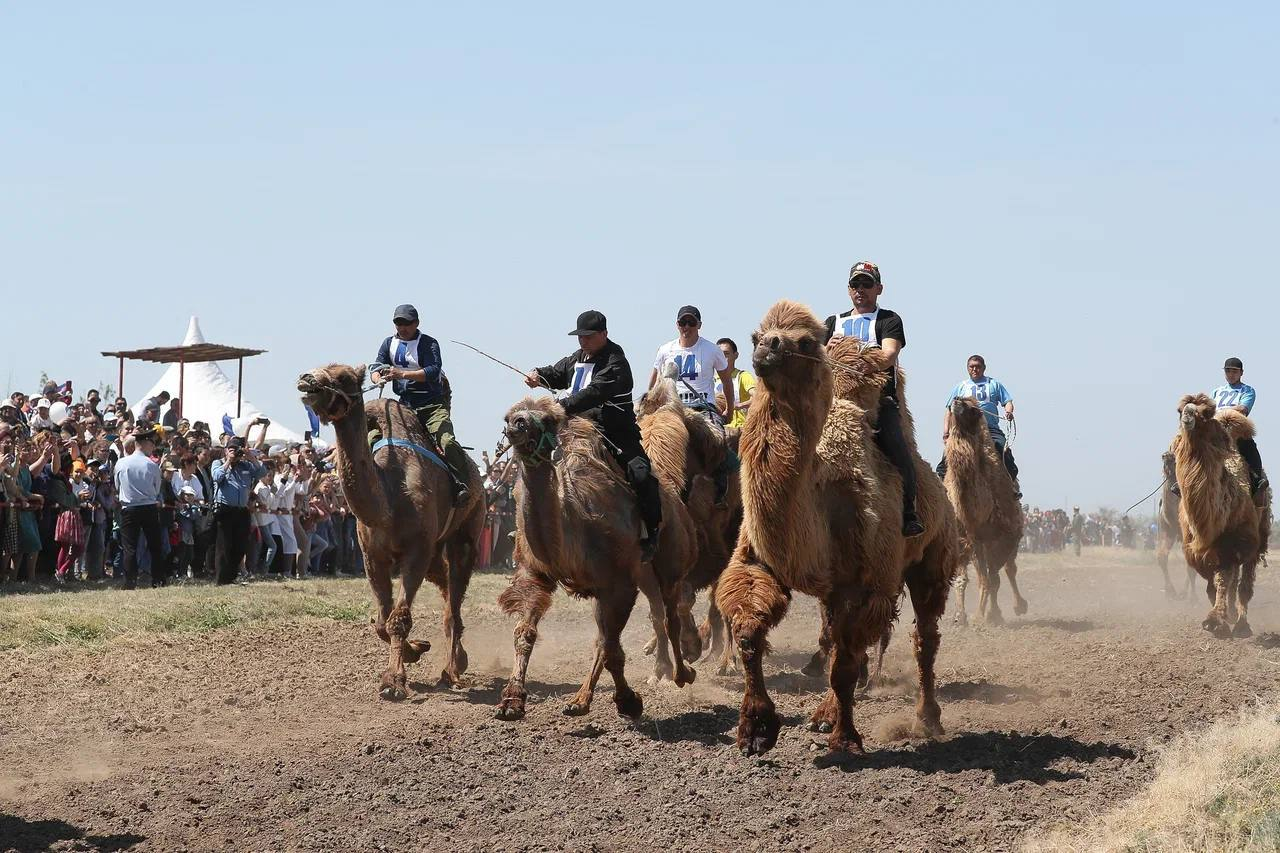 В селе Три Протока 14 октября на Агрофестивале состоятся верблюжьи бега, ярмарка, скачки и тракторное шоу