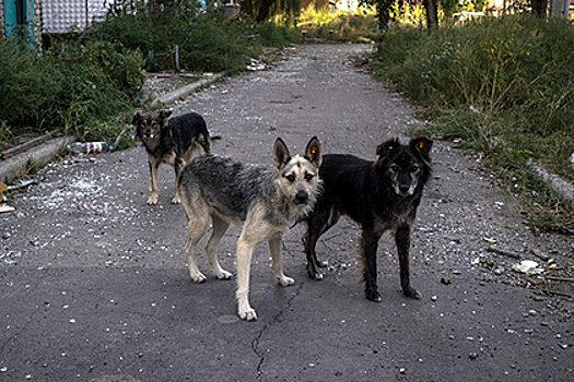 В Подмосковье на бездомных животных за год потратят более 124 миллионов рублей