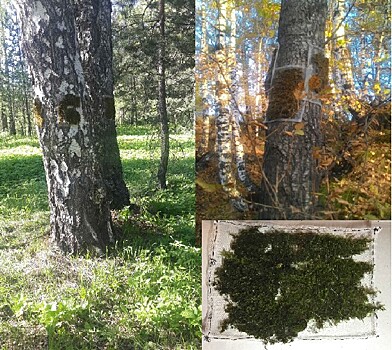 По мху оценят качество воздуха в городах