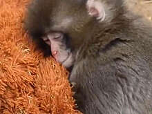 В Японии обезьяна-сирота обнимала игрушку вместо матери