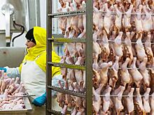 «Ножки Патрушева»: вред здоровью и угроза экономике