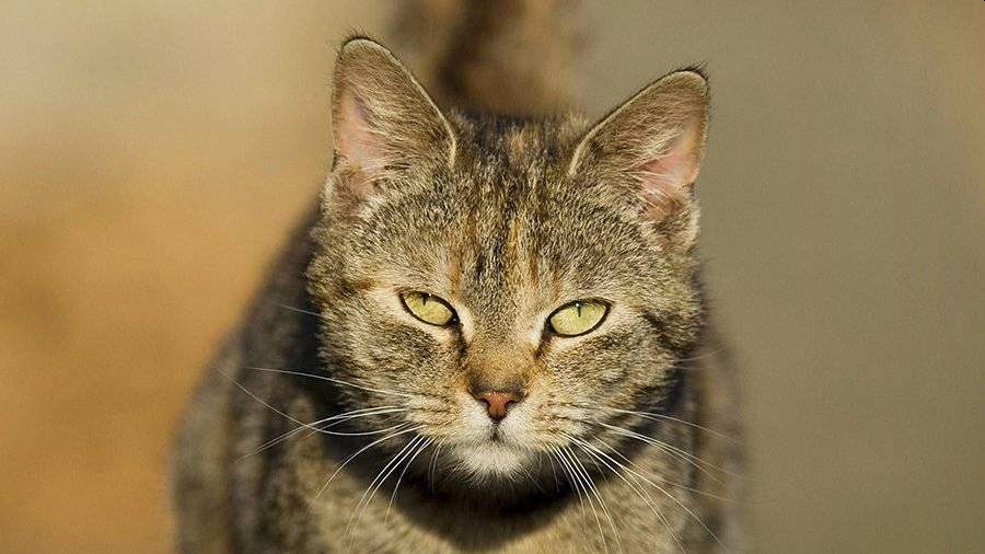 В Москве появился психолог для кастрированных котов