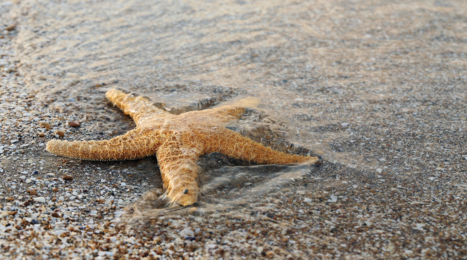 Ученые научились управлять формой клеток с помощью света