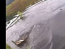Аллигатор вынырнул из воды чтобы отобрать добычу рыбака во Флориде