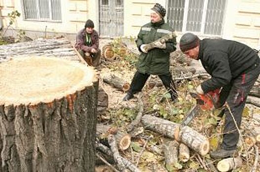 Для строительства шашлычной в Омской области вырубили более 100 деревьев